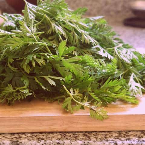 1 P1030744 hojas de zanahoria