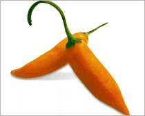 aji amarillo gr Este es el ají amarillo