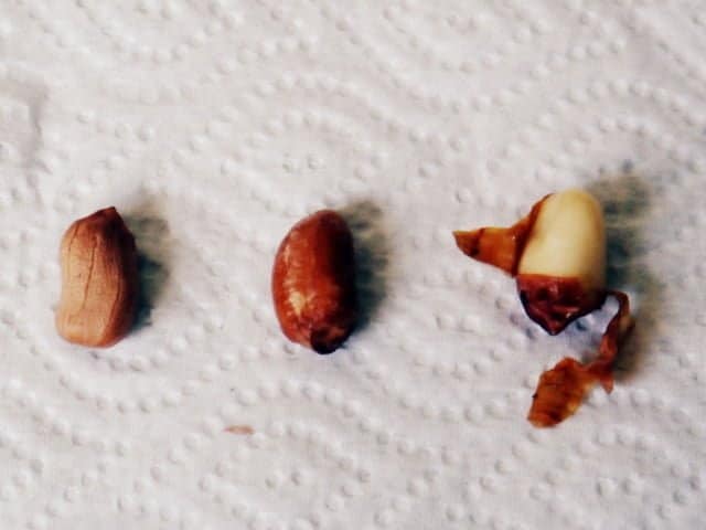 P1110903 cómo pelar maní crudo