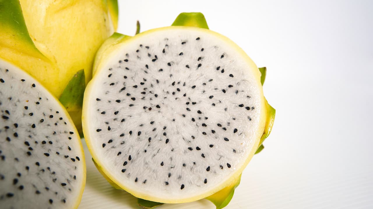 Pitahaya pitahaya