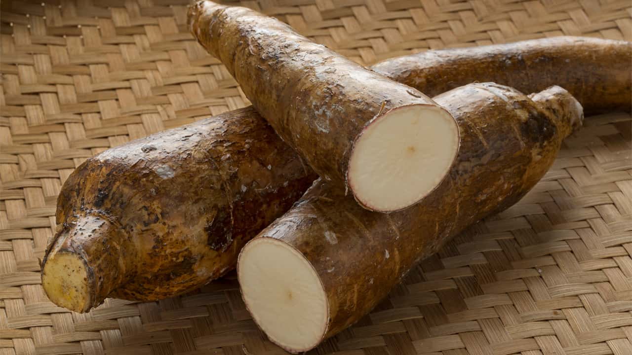 raiz de yuca raiz de yuca