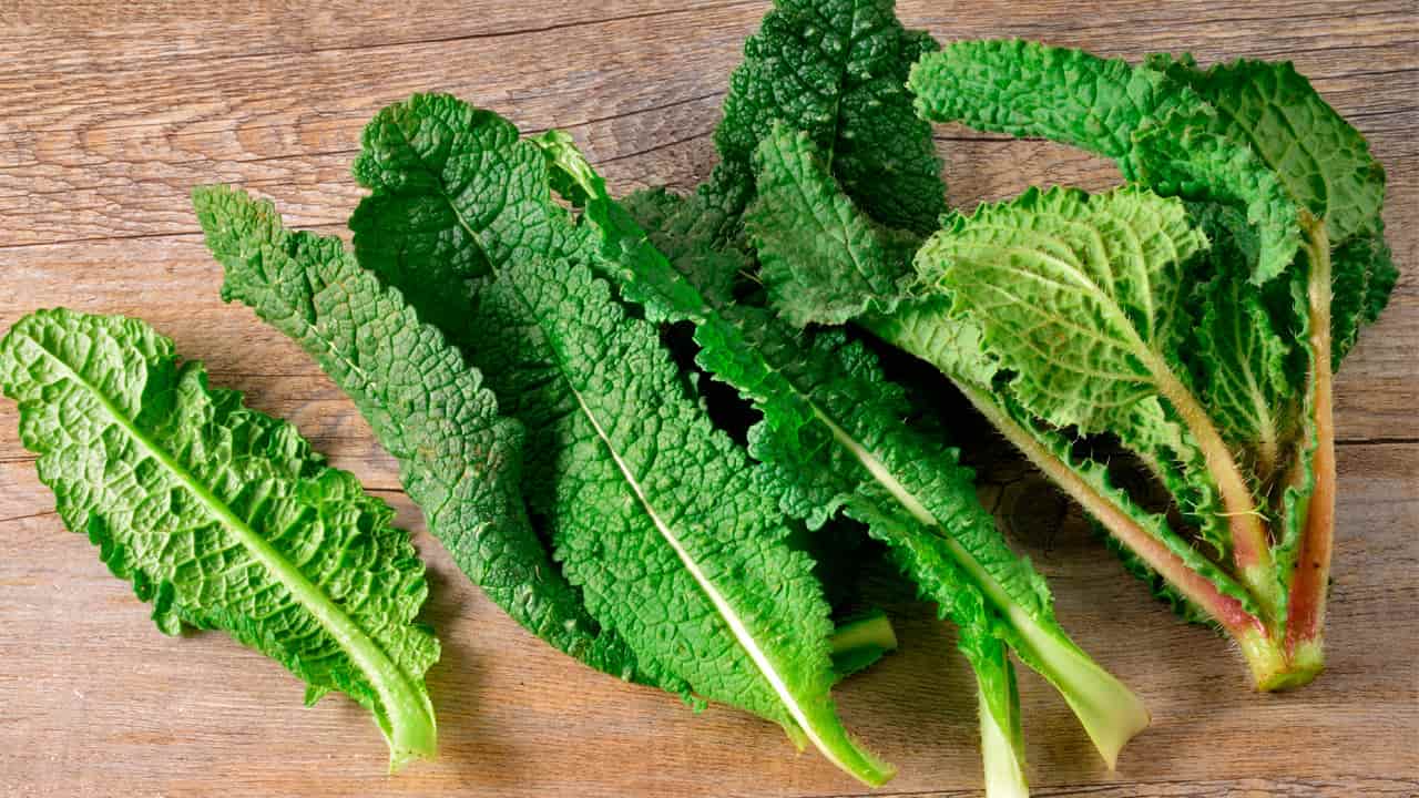 borraja planta borraja planta