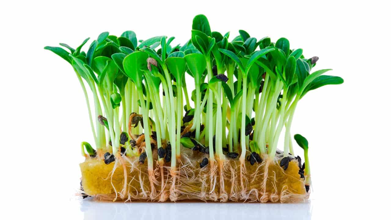 borraja que es borraja que es