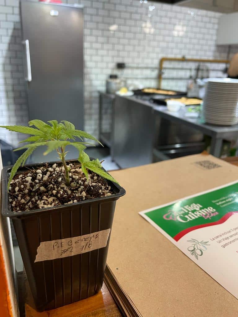 IMG 20230820 WA0004 The High Cuisine