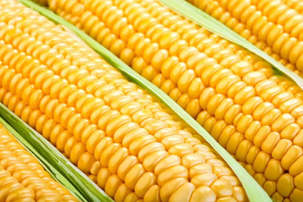 tamales uchepos 1732524565 como hacer uchepos michoacanos