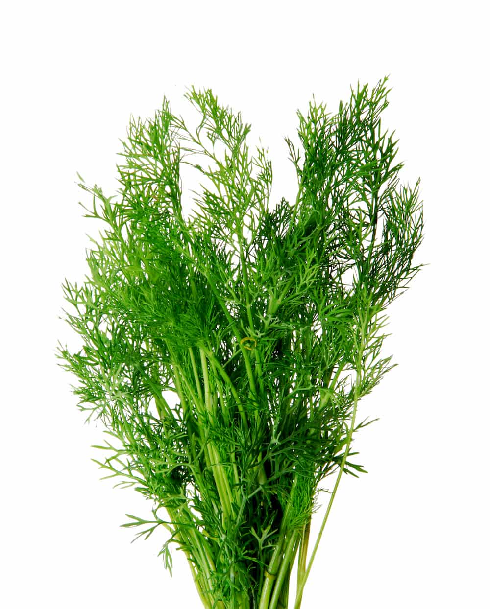 eneldo planta 1755617396 recetas con eneldo planta